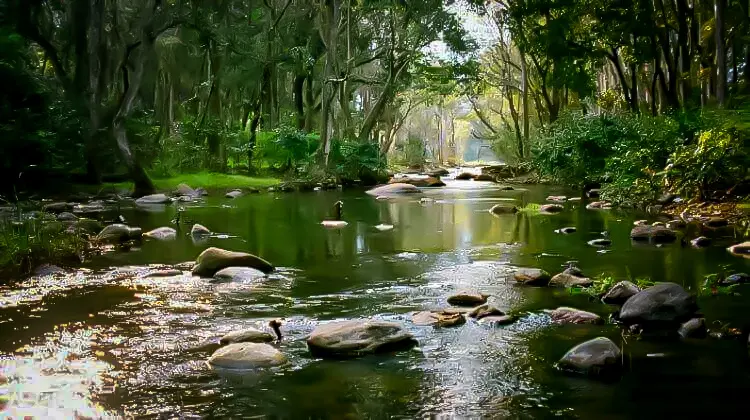 1713516649363_kuruvadweep-island 1713516649363_kuruvadweep-island