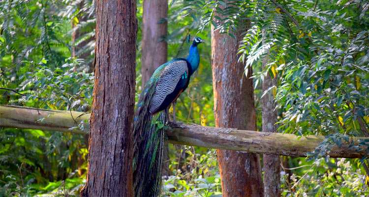 wayanad-wildlife-sanctuary-india-tourism-history wayanad-wildlife-sanctuary-india-tourism-history